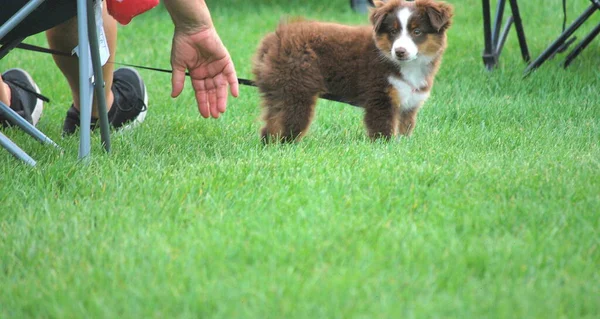 Puppy Standing Grass Music Concert Outdoors — Stock Photo, Image