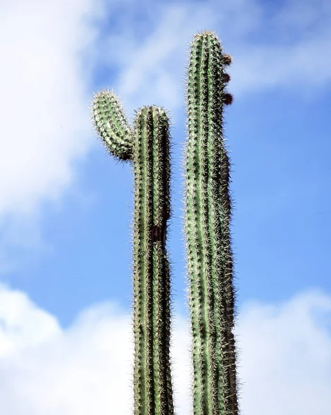 Kakteen Abstrakt Stehen Hoch Oben Himmel Freien — Stockfoto