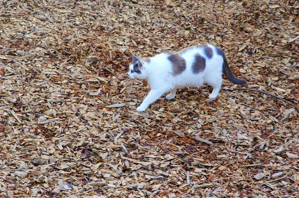 Chat Marchant Sur Des Copeaux Bois Extérieur — Photo