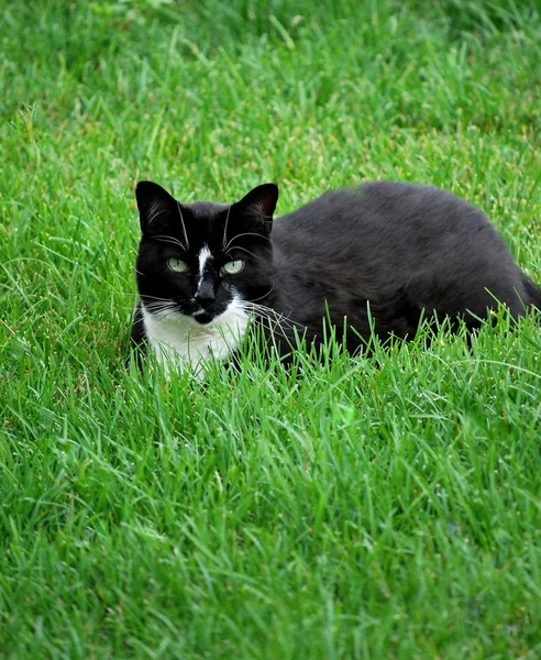 Gato preto ao ar livre . — Fotografia de Stock