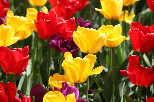 Amsterdam tulipány. — Stock fotografie