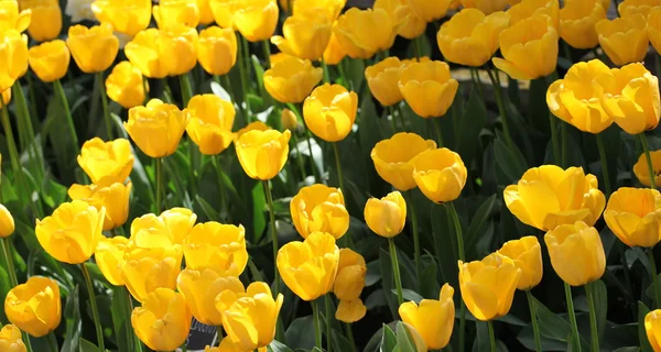 Amsterdam tulipanes . —  Fotos de Stock