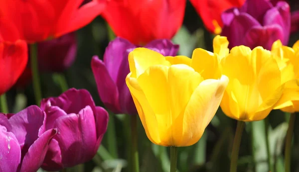 Amsterdam tulipány. — Stock fotografie