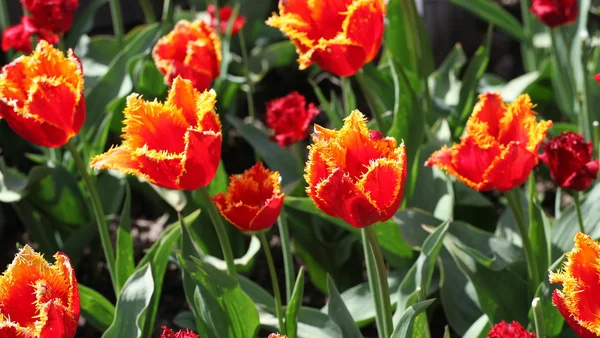 Tulipani di Amsterdam . — Foto Stock