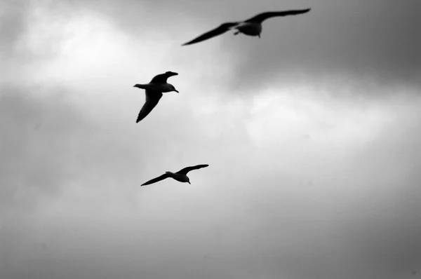 Vuelo de aves . —  Fotos de Stock