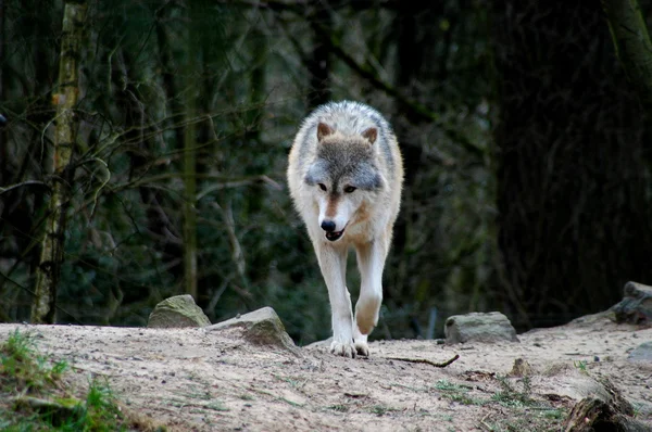 Varg i skogen. — Stockfoto