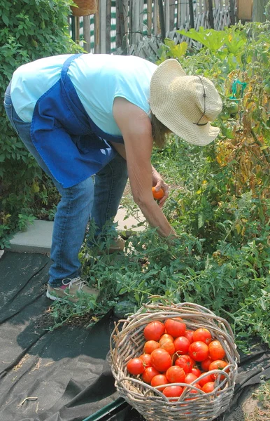 Gemeinschaftsgarten. — Stockfoto