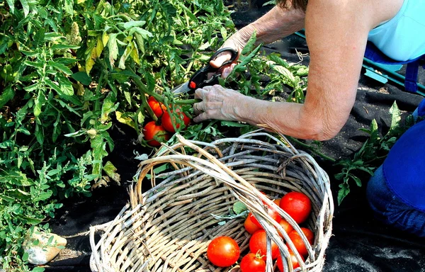 Gemeinschaftsgarten. — Stockfoto