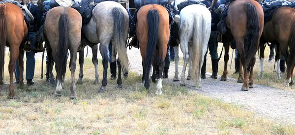Caballos de caballería . — Foto de Stock