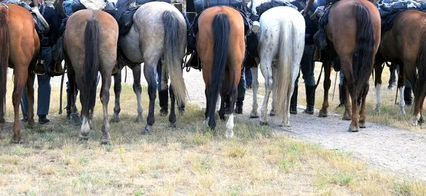 Caballos de caballería . —  Fotos de Stock