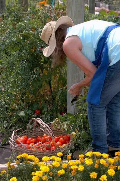 Органические помидоры . — стоковое фото