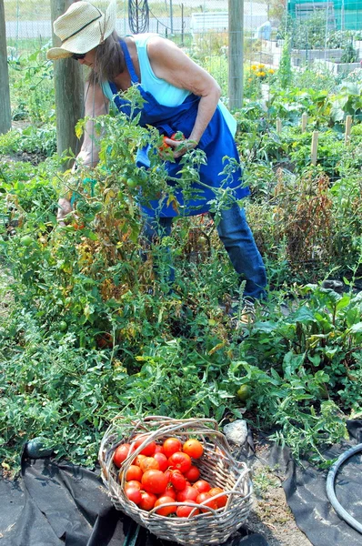 Jardinero femenino . —  Fotos de Stock