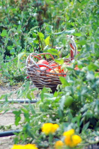 Ekologiska tomater. — Stockfoto