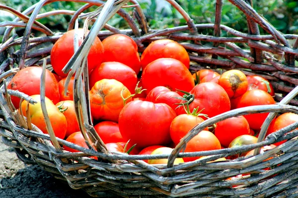 Bio-Tomaten. — Stockfoto