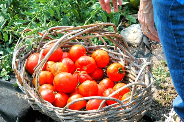 Tomates orgânicos . — Fotografia de Stock