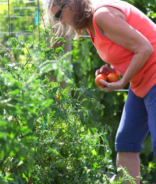 Gemeinschaftsgarten. — Stockfoto