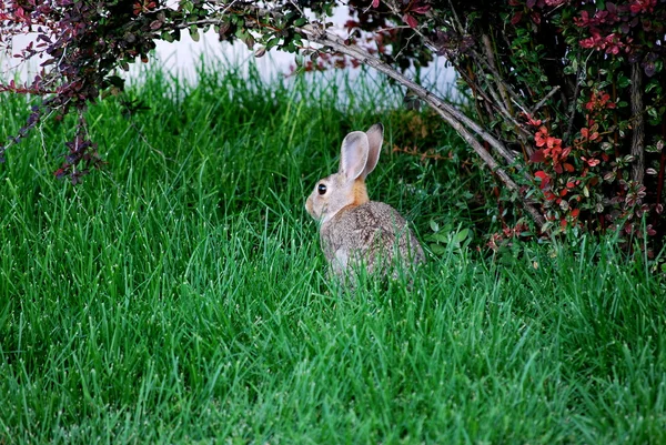 Bunny sitter utomhus. — Stockfoto