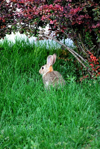 Lapin assis à l'extérieur . — Photo