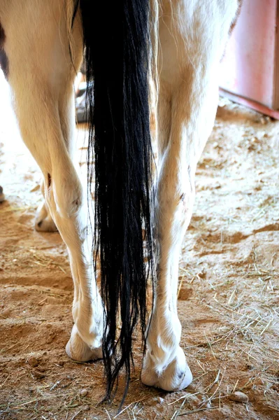 Queue de cheval vue arrière . — Photo