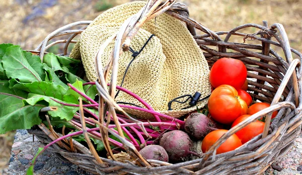 Verduras ecológicas exhibidas al aire libre . — Foto de Stock