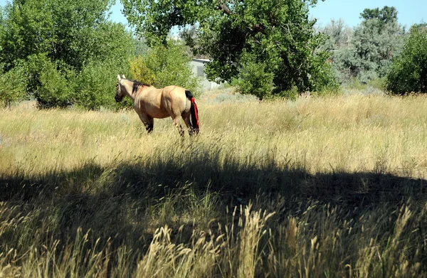 在户外吃草的马. — 图库照片