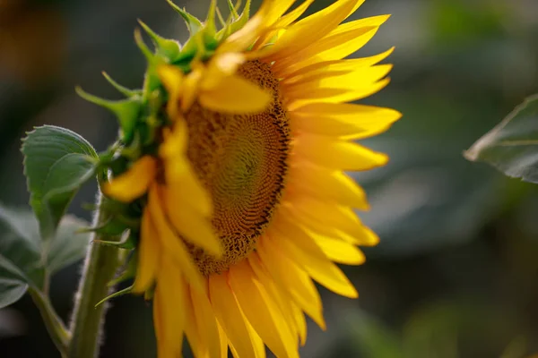 Соняшник Полі Квітка Зображена Крупним Планом — стокове фото