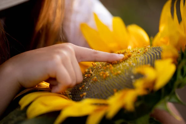 Дівчина Торкається Пальців Суцвіття Соняшнику — стокове фото