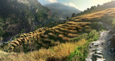 Nepal eteklerinde pirinç tarlaları