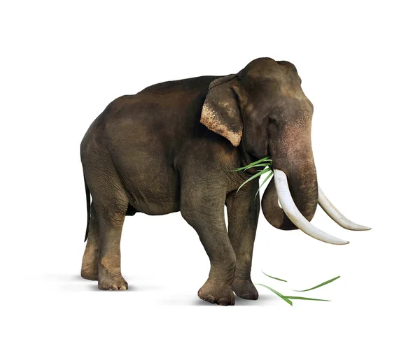 Indian elephant eats grass — Stock Photo, Image