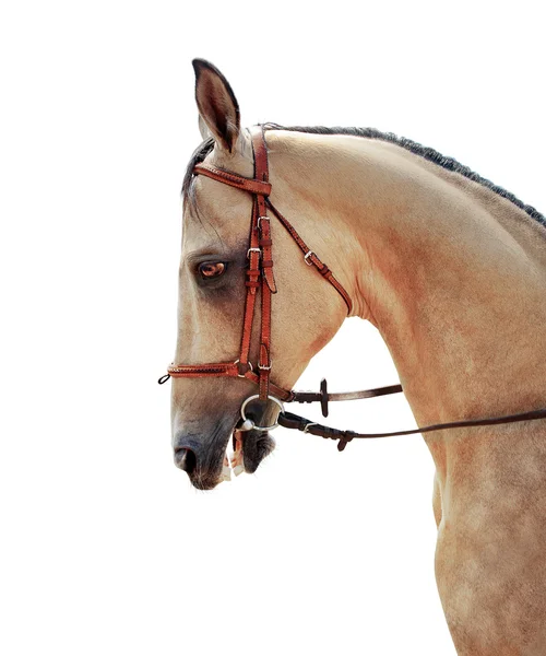 Cavalo Akhal-Teke — Fotografia de Stock