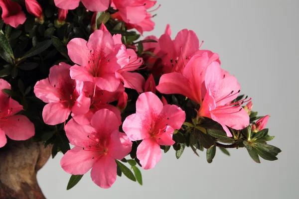 Bonsai azálea florescente — Fotografia de Stock