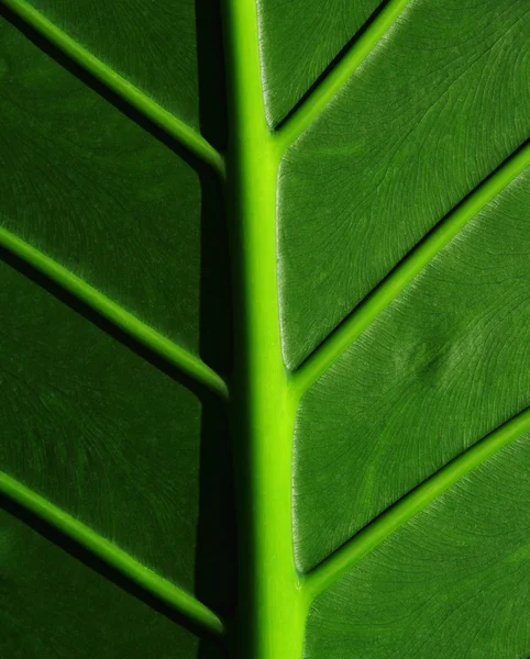 Cropped tropical leaf Stock Photo