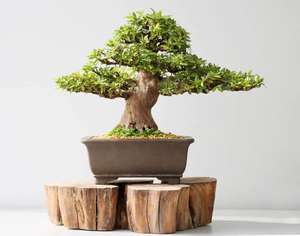 Summer bonsai azalea tree — Stock Photo, Image