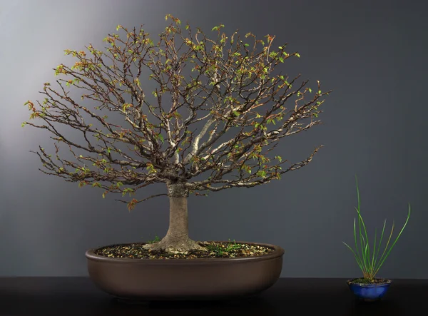 Bahar bonsai karaağaç