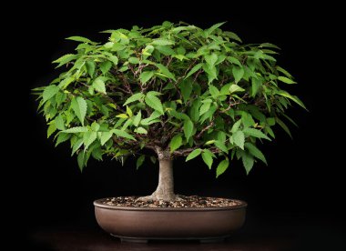 Bonsai yaz karaağaç