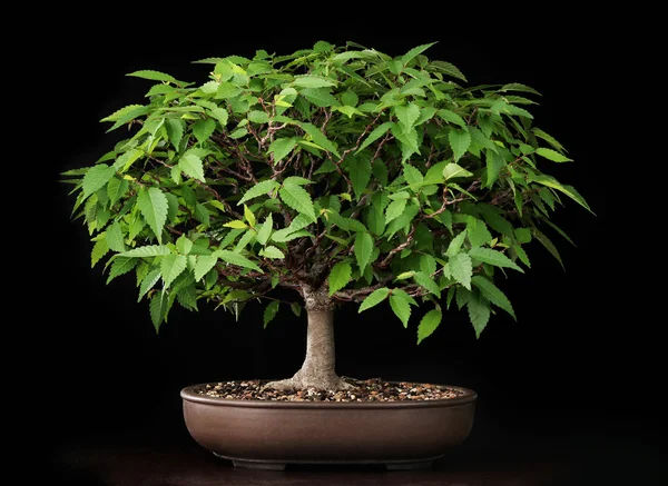 Bonsai summer elm tree — Stock Photo, Image