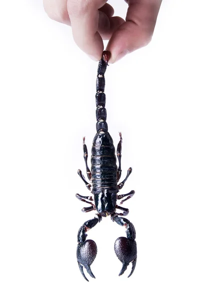 Scorpion. To take a scorpion for a sting — Stock Photo, Image