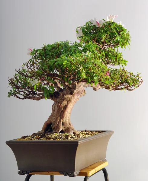 Bonsai azalea after the spring blooming — Stock Photo, Image