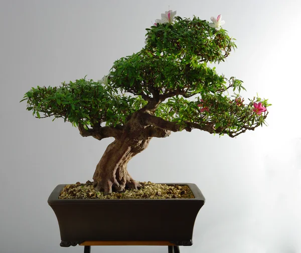 Bonsai azalea after the spring blooming — Stock Photo, Image