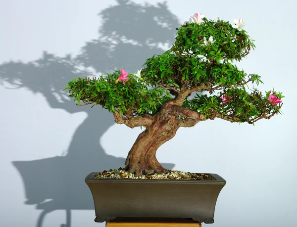 Bonsai azalea after the spring blooming — Stock Photo, Image