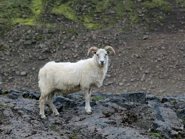 Los corderos pastan en el valle. Islandia Fotos De Stock