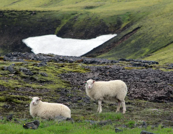 양 계곡에서 방목. 아이슬란드 스톡 사진