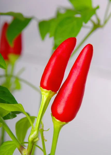 Pimientos rojos picantes como fruto de la planta madre — Foto de Stock