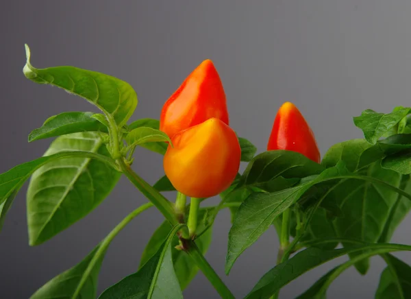 Anne bitki meyvesi olarak kırmızı sıcak biber biber — Stok fotoğraf