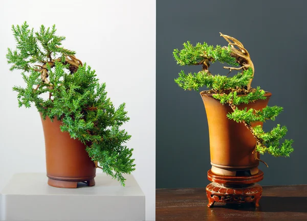 Juniper bonsai — Stock Photo, Image