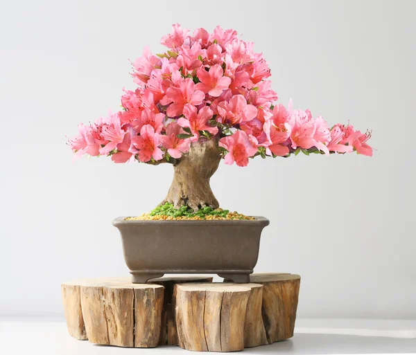 Blooming bonsai azalea — Stock Photo, Image