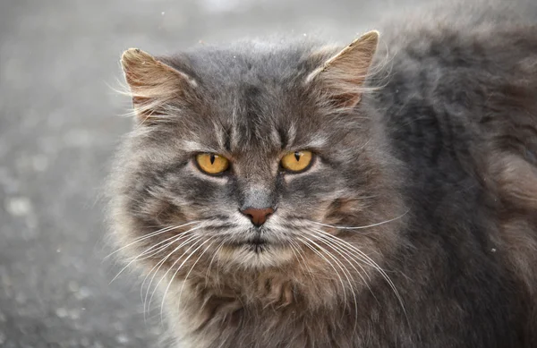 Domestic grey cat — Stock Photo, Image