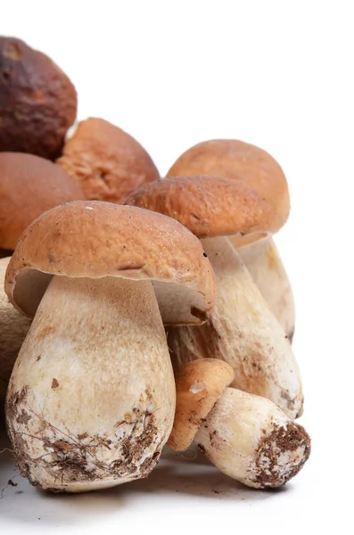 Білий гриб гриби — стокове фото