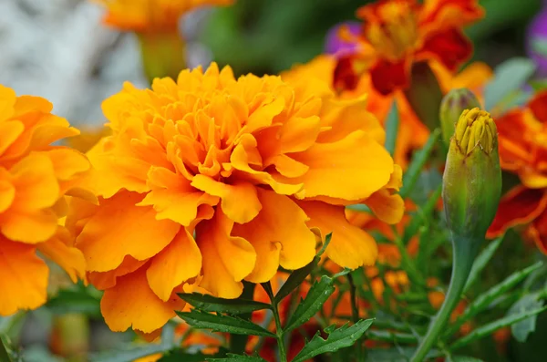 Turuncu Tagetes çiçekler — Stok fotoğraf