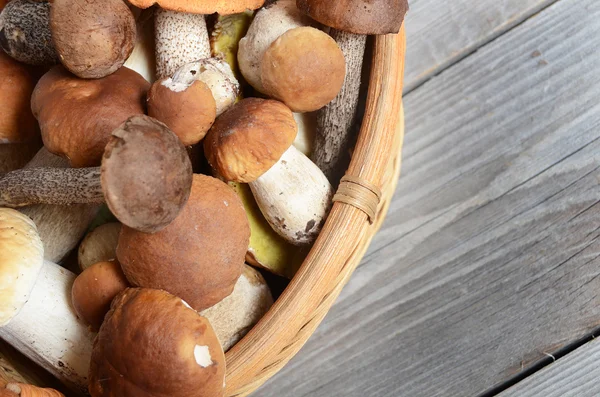 Cogumelos boletus edulis crus — Fotografia de Stock